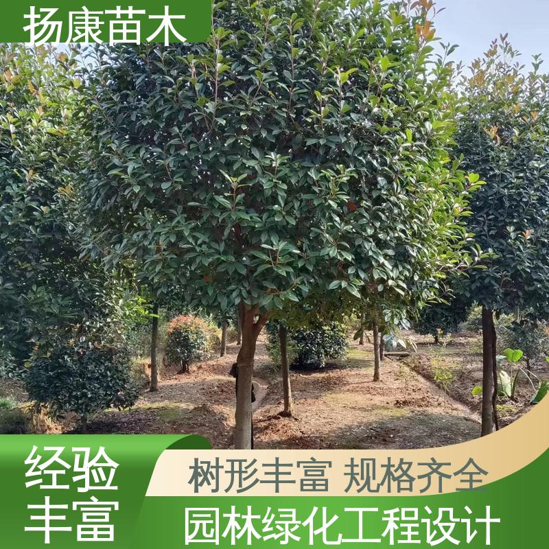 扬康苗木 基地供应 小楠 园区道路绿化苗 造型优美 易成活
