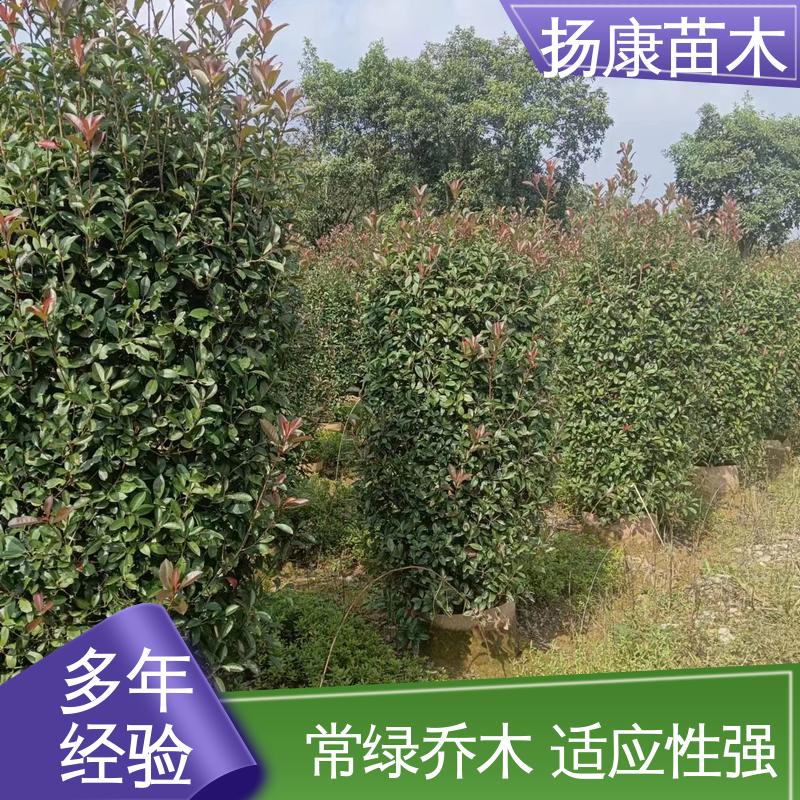 扬康苗木 红叶南栓 庭院小区绿化造景树 高端大气美观