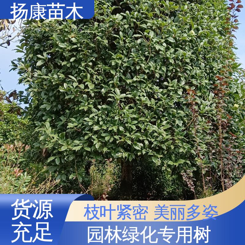 扬康苗木 18公分香樟 园林景区栽植 高端大气美观