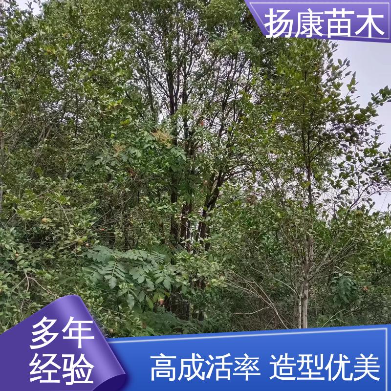 扬康苗木 基地供应 丛生香樟树 绿化工程行道树 适用性强 规格齐全