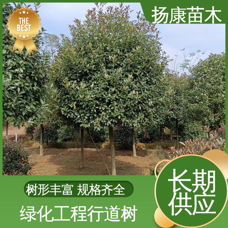 扬康苗木 红叶石楠树 城市景观绿化树 环境适应性强