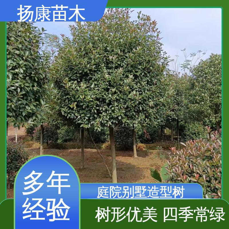 扬康苗木 红叶石楠 道路绿化行道苗 环境适应性强