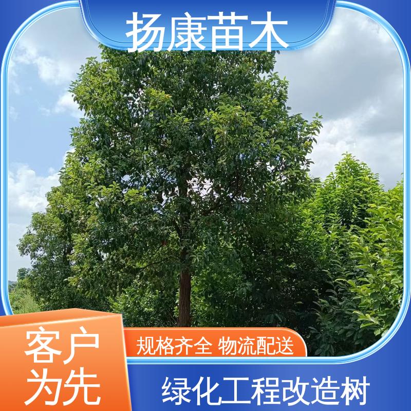 扬康苗木 30公分香樟 园林绿化专用树 环境适应性强