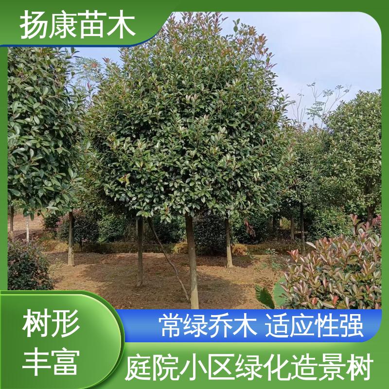 扬康苗木 红叶南栓 城市景观绿化树 树形丰富 成活率高
