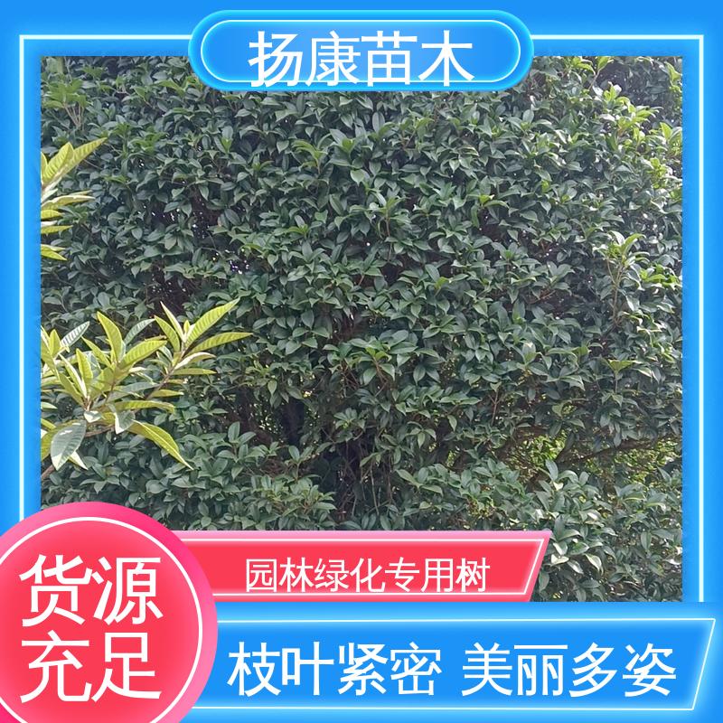 扬康苗木 基地供应 20公分乐 昌合笑 道路绿化行道苗 高端大气美观