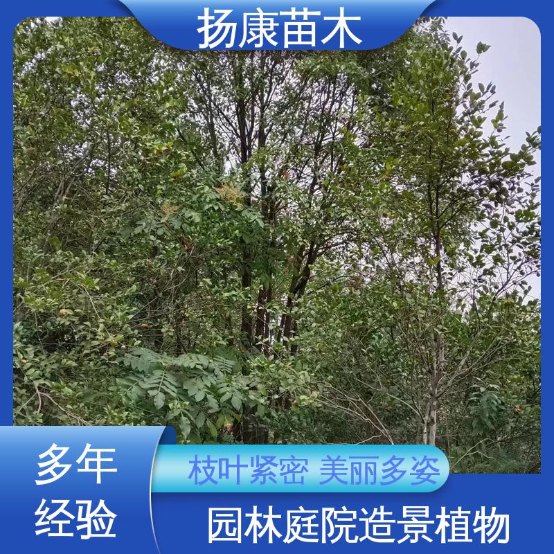 扬康苗木 移植香樟 园林景区栽植 枝叶紧密 美丽多姿