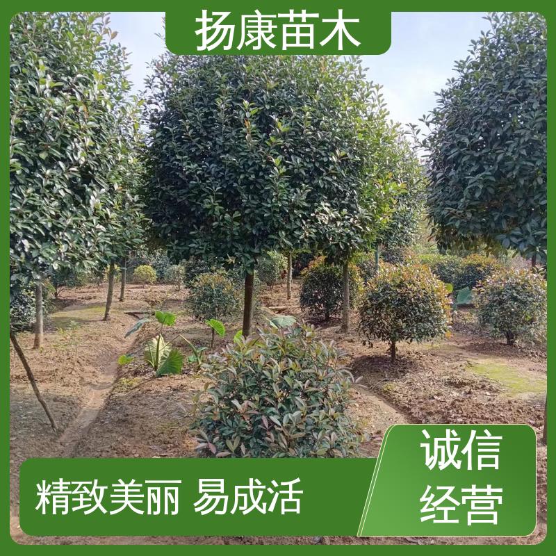 扬康苗木 红叶石楠 园林庭院造景植物 枝叶紧密 美丽多姿