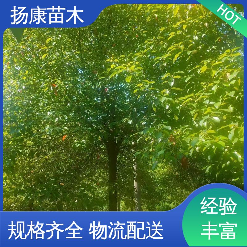 扬康苗木 基地供应 丛生香樟树 园林景区栽植 造型优美 易成活