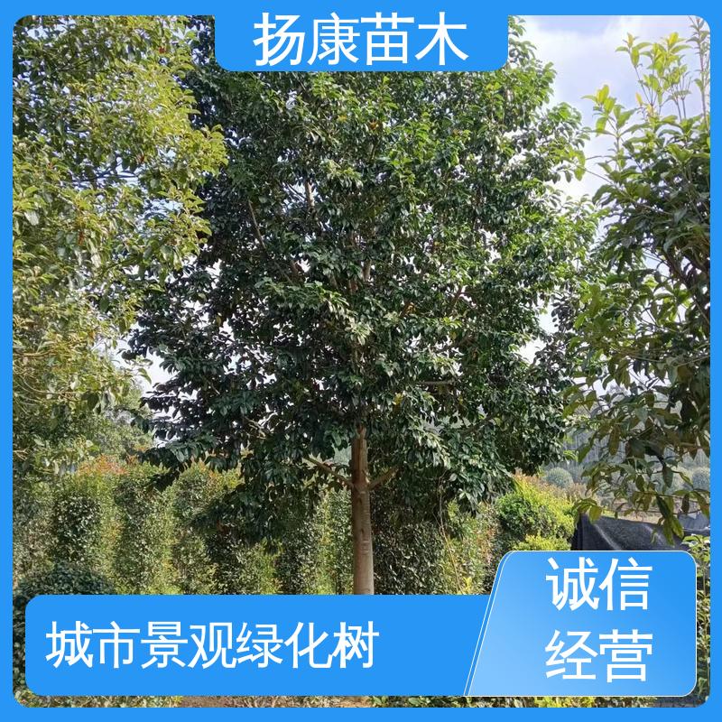 扬康苗木 基地供应 精品乐 昌含笑 绿化工程行道树 树形丰富 成活率高