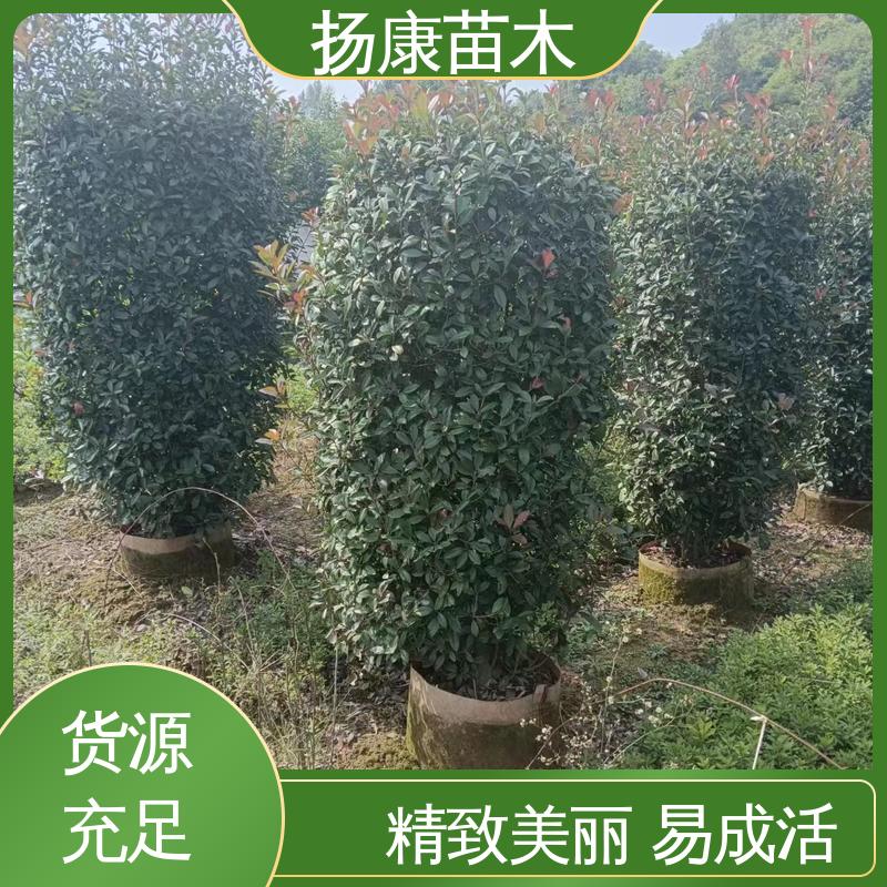 扬康苗木 红叶石楠球 道路绿化行道苗 精致美丽 易成活