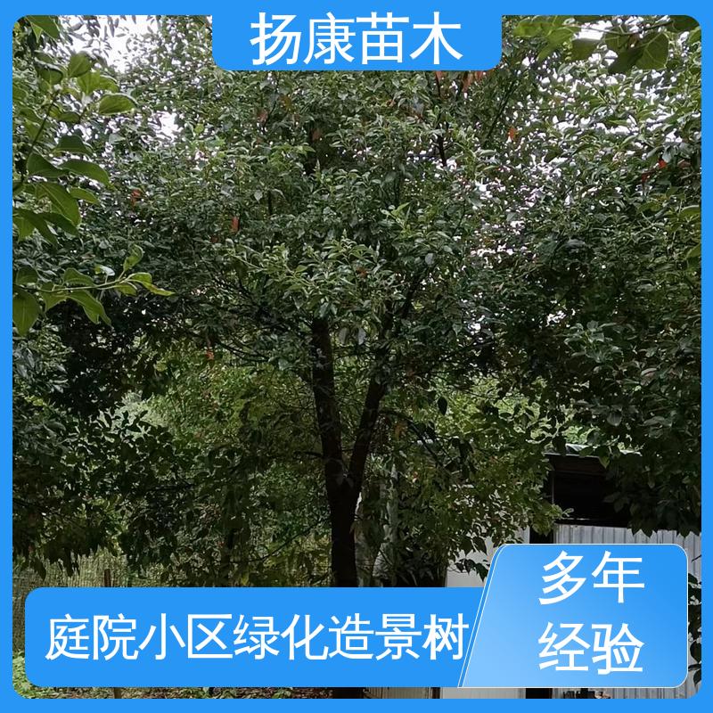 扬康苗木 乐 昌含笑 新农村市政绿化工程改造苗 精致美丽 易成活