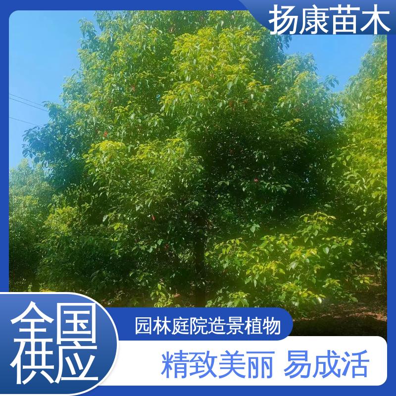 扬康苗木 基地供应 丛生香樟树 城市景观绿化树 环境适应性强