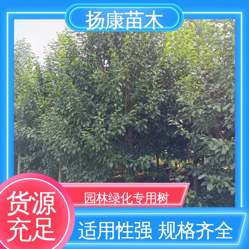 扬康苗木 湖 南 乐 昌含笑 绿化工程专用苗 造型优美 易成活