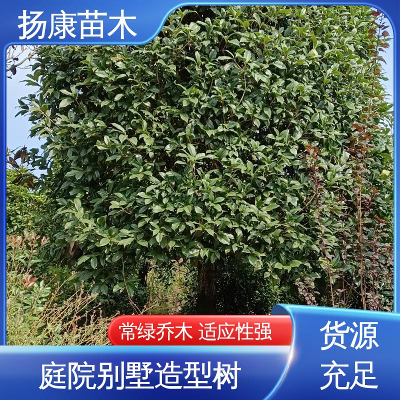扬康苗木 截杆移植香樟 园林景区栽植 造型优美 易成活