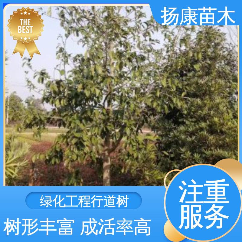 扬康苗木 基地供应 乐 昌含笑 园林绿化专用树 观赏价值高
