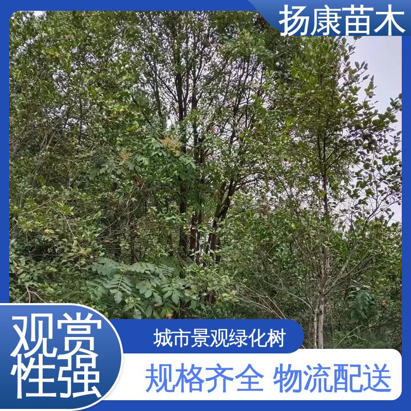 扬康苗木 20公分香樟 园林绿化专用树 适用性强 规格齐全