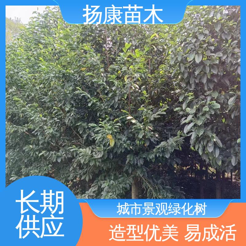 扬康苗木 乐 昌含笑 园林庭院造景植物 观赏价值高