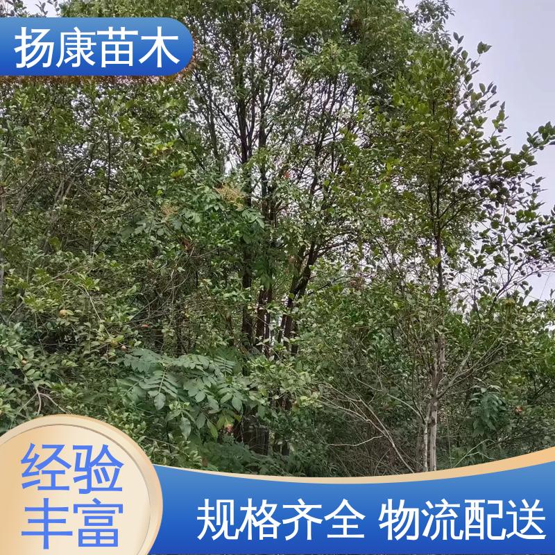 扬康苗木 30公分香樟 绿化工程改造苗 造型优美 易成活