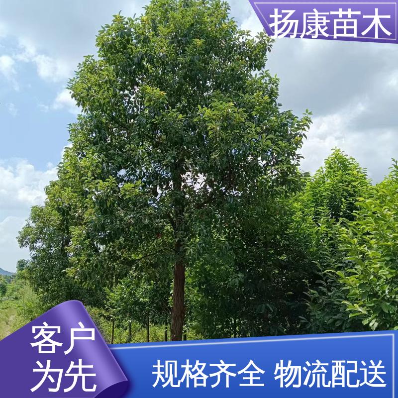 扬康苗木 基地供应 丛生香樟苗 园林庭院造景植物 枝叶紧密 美丽多姿