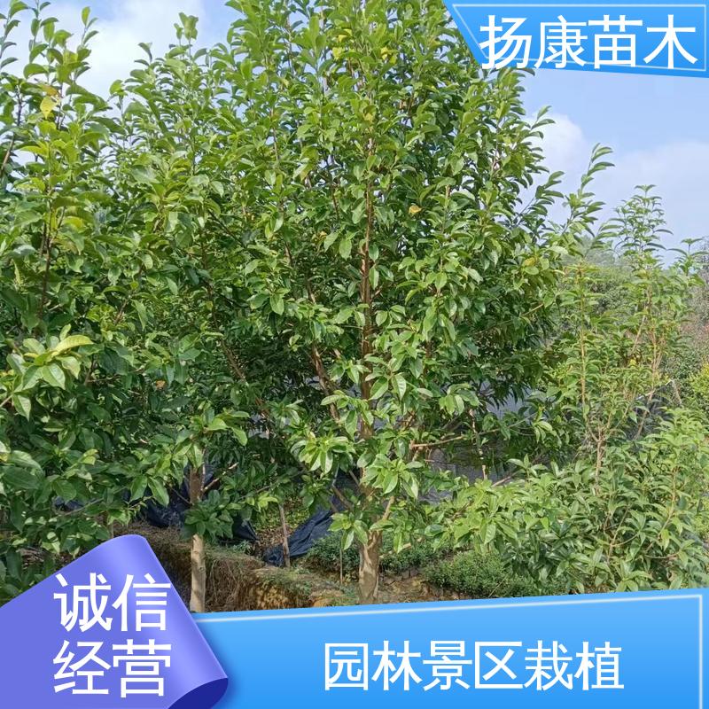 扬康苗木 湖 南 乐 昌含笑 道路绿化行道苗 适用性强 规格齐全
