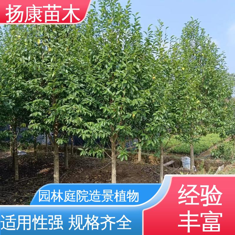 扬康苗木 四 川乐 昌含笑 道路绿化行道苗 观赏价值高