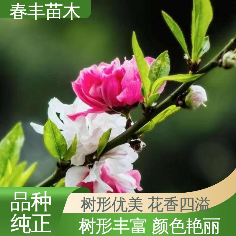 春丰苗木 基地现挖 垂枝花桃30元批发 成活率高 适应性强