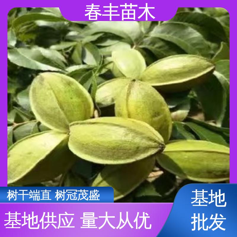春丰苗木 碧根果树苗专业育苗 品种纯正 根系发达 耐水湿