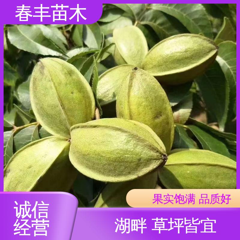 春丰苗木 山核桃苗子2元批发 果实饱满 规格齐全 物流配送