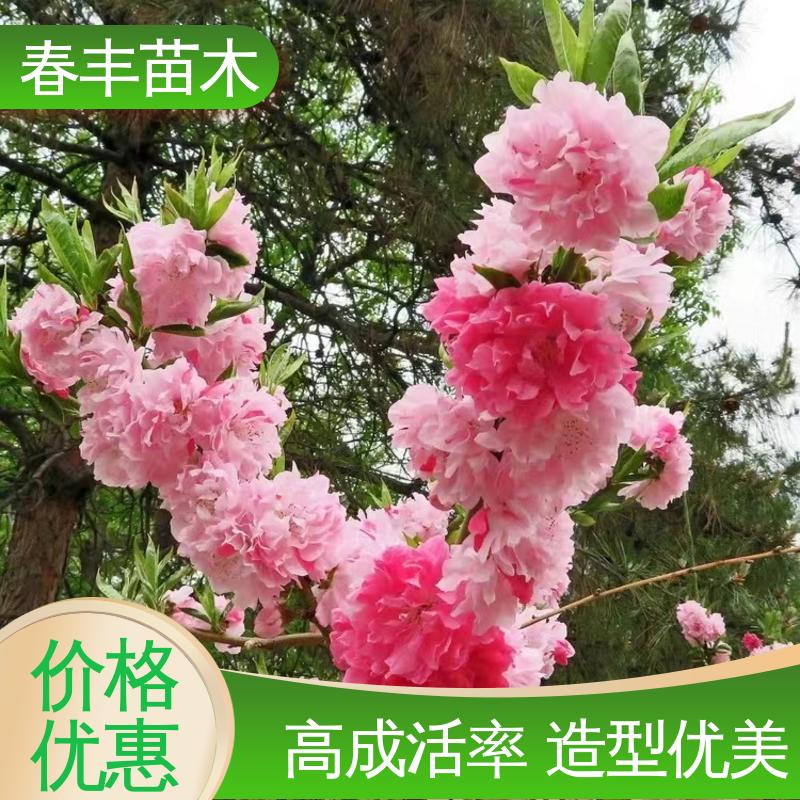 春丰苗木 基地现挖 绛桃40元一棵 绿化工程行道树 花叶秀丽 易成活