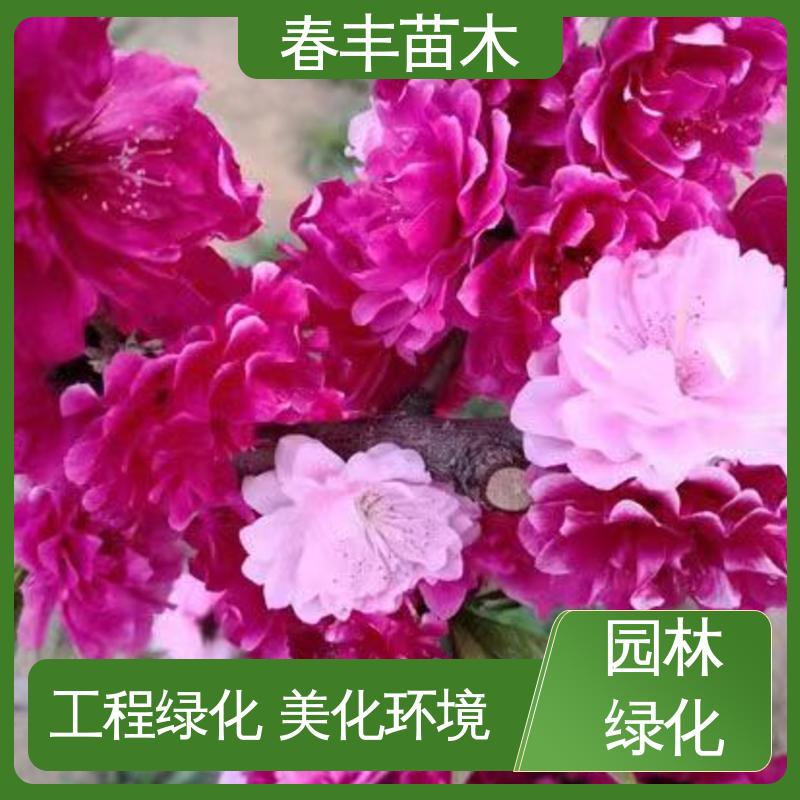 春丰苗木 帚型桃40元一棵 工程绿化 美化环境 花色艳丽动人
