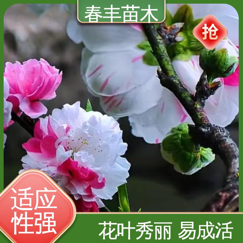 春丰苗木 白花山碧桃40元一棵 工程绿化 美化环境 移栽种植 高存活率