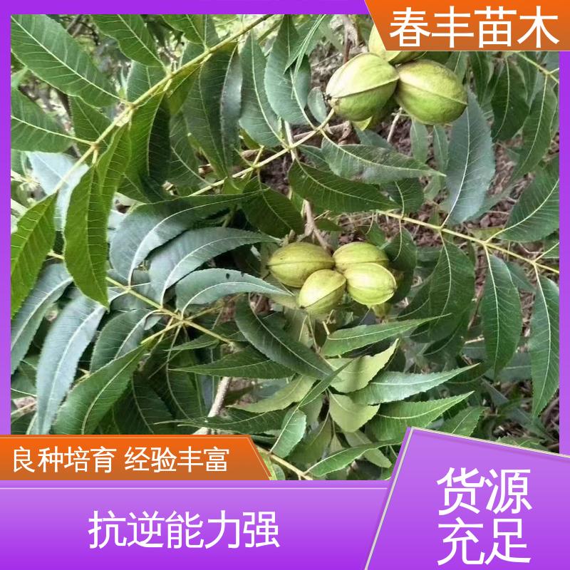 春丰苗木 基地现挖 山核桃苗子3元一棵 果实含油量高 盆栽地栽 效果佳