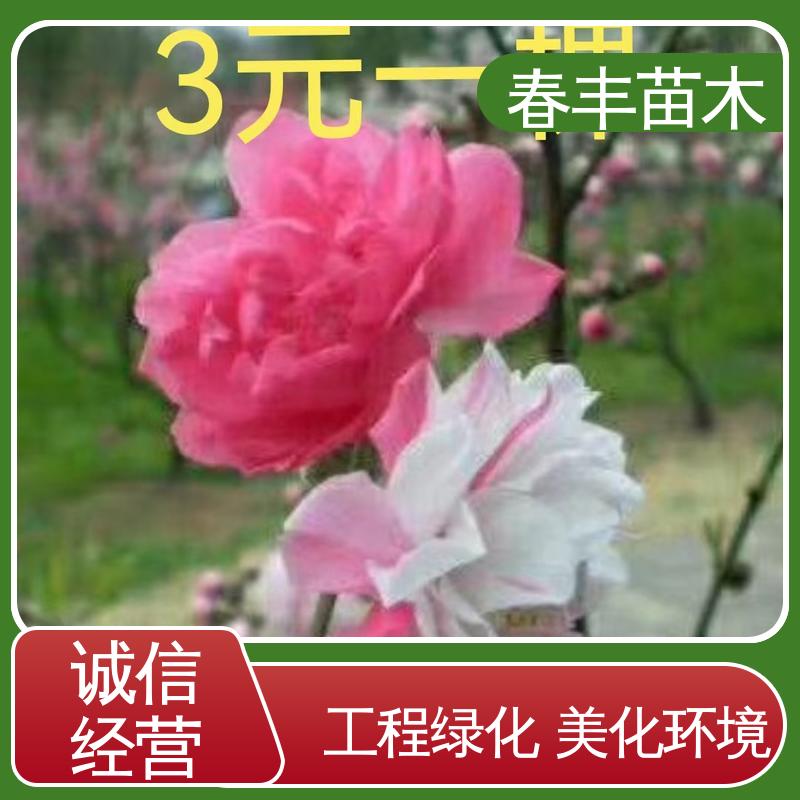 春丰苗木 基地现挖 簪粉桃花40元一棵 绿化工程行道树 花叶秀丽 易成活