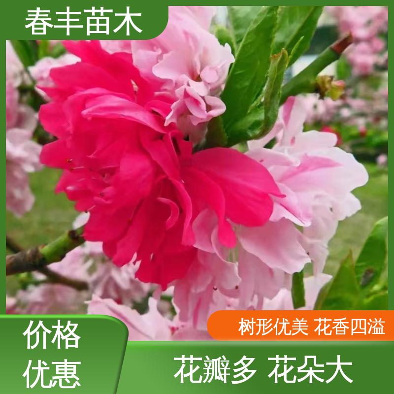 春丰苗木 洒红龙柱桃40元一棵 绿化工程行道树 花色艳丽动人