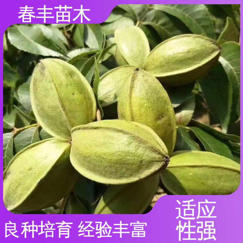 春丰苗木 美国薄壳山核桃苗专业育苗 多品种 高成活率 货源充足