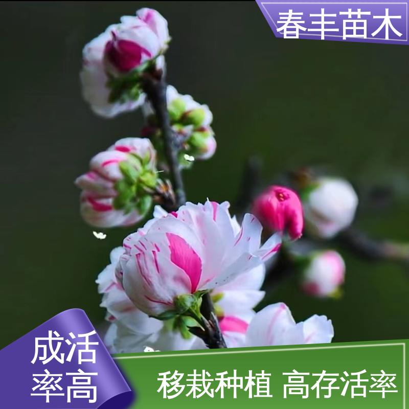 春丰苗木 人面桃30元批发 工程绿化 美化环境 花叶秀丽 易成活