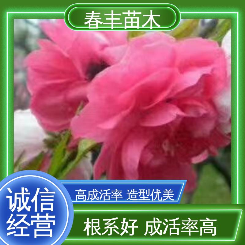 春丰苗木 基地现挖 帚桃40元一棵 园林庭院造景植物 重花叠瓣 效果佳