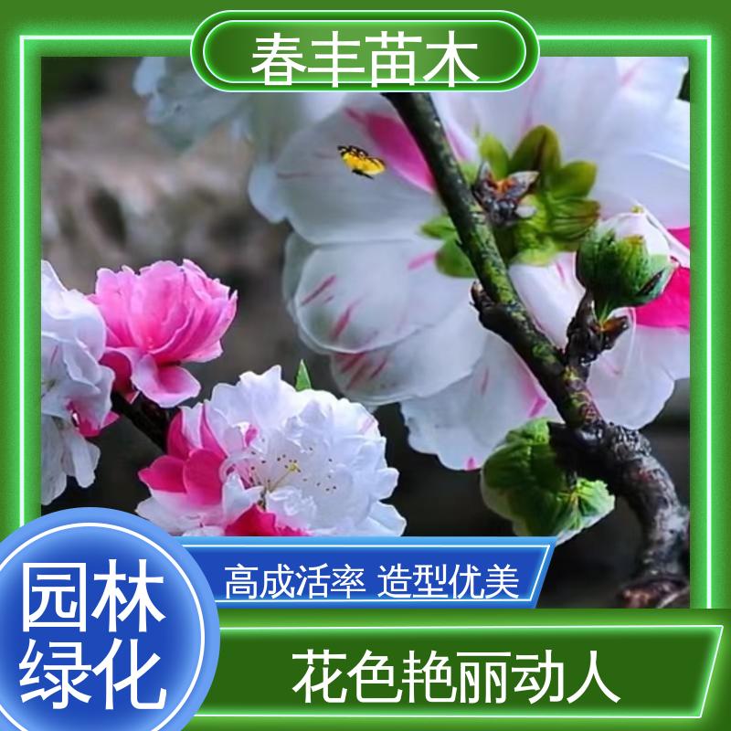 春丰苗木 基地现挖 满天红碧桃30元批发 重花叠瓣 效果佳