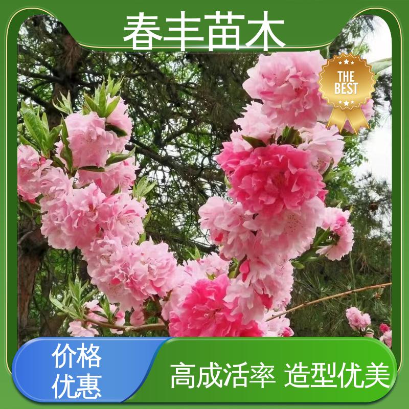 春丰苗木 五宝碧桃40元一棵 工程绿化 美化环境 花叶秀丽 易成活