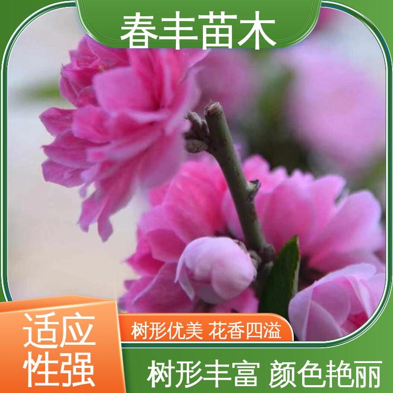 春丰苗木 基地现挖 红叶桃30元批发 园林庭院造景植物 花叶秀丽 易成活