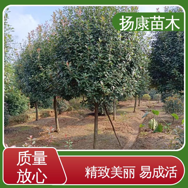 扬康苗木 小楠 园林绿化专用树 枝叶紧密 美丽多姿