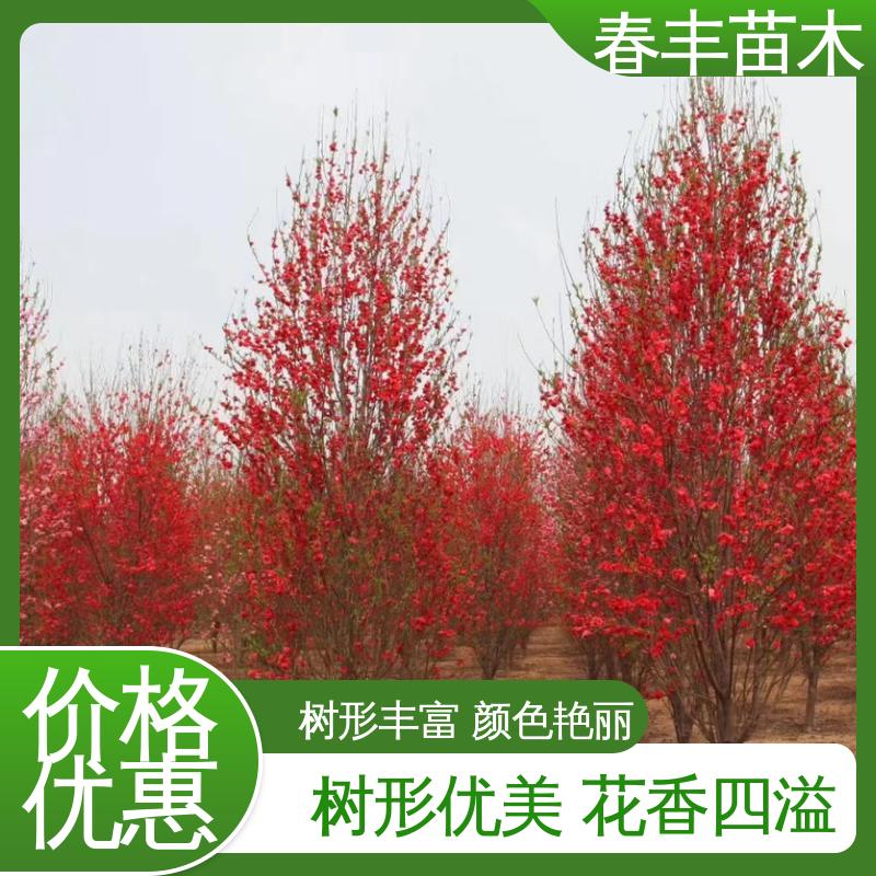 春丰苗木 基地现挖 山桃树40元一棵 庭院别墅造景树 花色艳丽动人