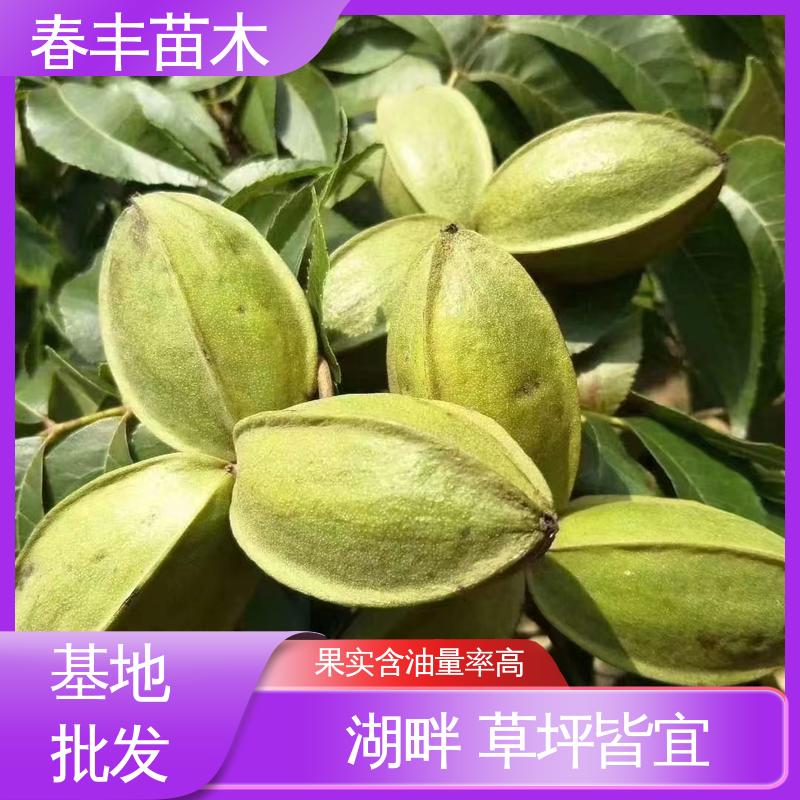 春丰苗木 基地现挖 核桃苗2元批发 良种培育 规格齐全 物流配送