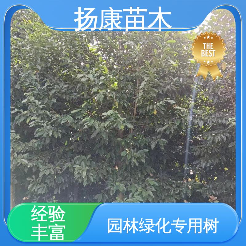 扬康苗木 湖 南 乐 昌含笑 城市景观绿化树 精致美丽 易成活