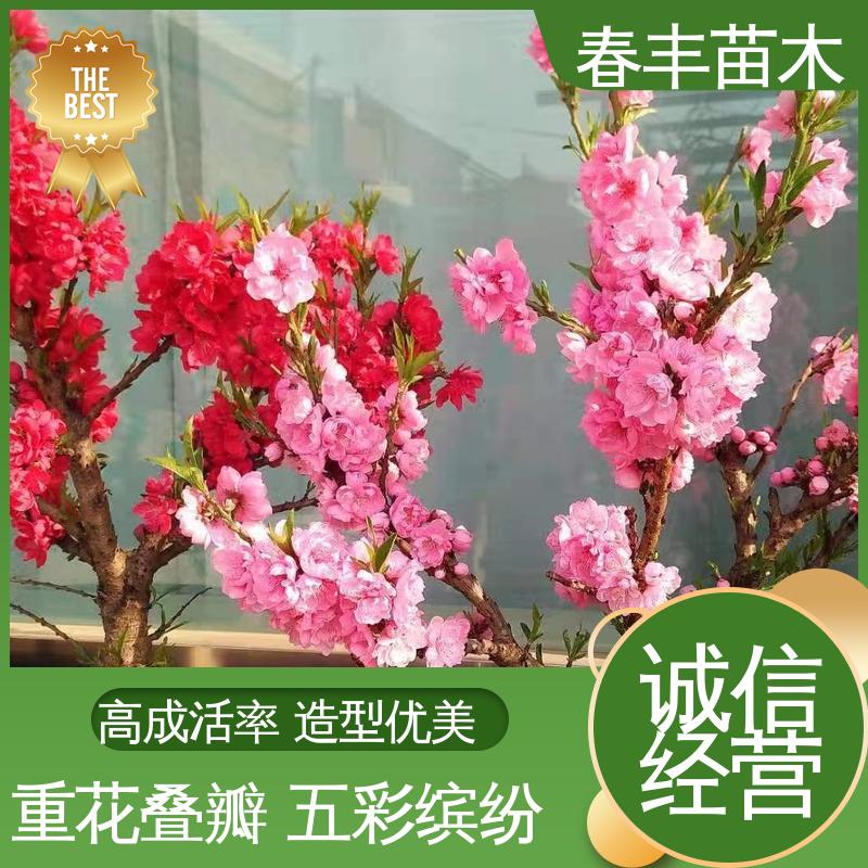 春丰苗木 基地供应 红叶桃30元批发 公园景区装饰绿植 花色艳丽动人