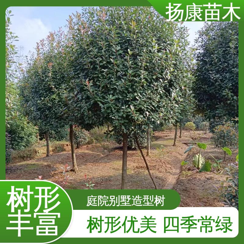 扬康苗木 基地供应 红叶石楠 城市景观绿化树 精致美丽 易成活