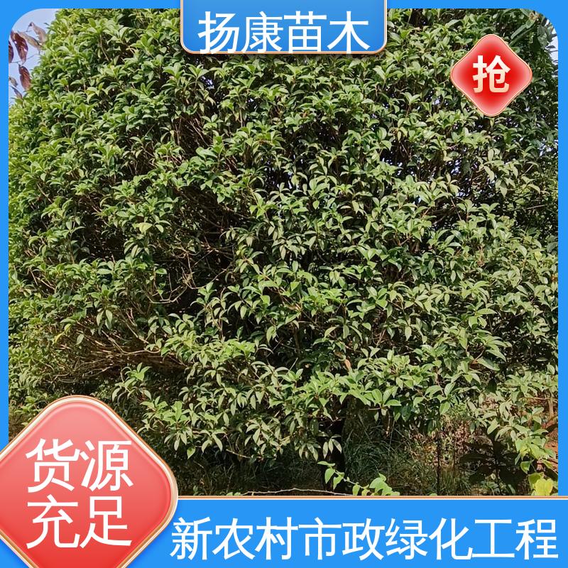 扬康苗木 乐 昌含笑 园林绿化工程设计 适用性强 规格齐全