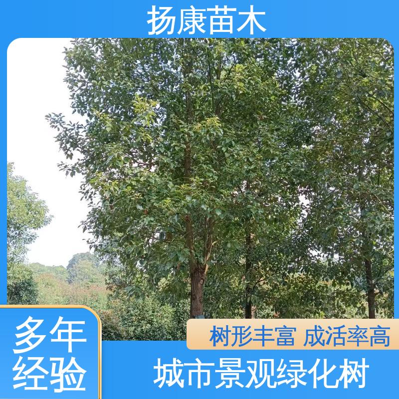 扬康苗木 乐 昌含笑批发 园林绿化专用树 精致美丽 易成活