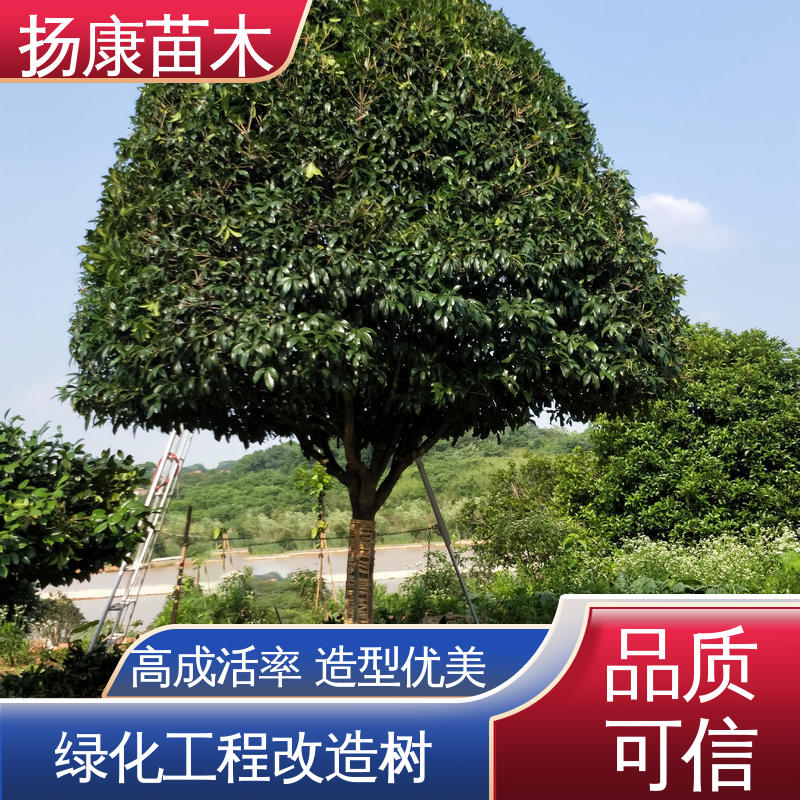 扬康苗木 湖 南香樟 园林绿化专用树 观赏价值高