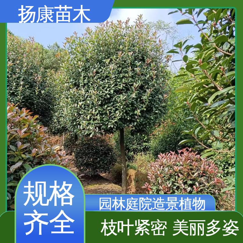 扬康苗木 纸石楠球 绿化工程行道树 观赏价值高